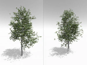 quaking aspen model in multiple growth stages 3D Model