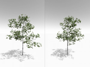 quaking aspen model in multiple growth stages 3D Модель