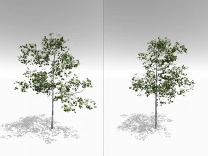 quaking aspen model in multiple growth stages 3D Model