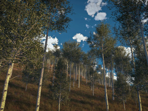 quaking aspen model in multiple growth stages 3D Модель