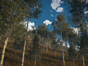 quaking aspen model in multiple growth stages 3D Model