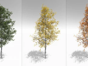 quaking aspen model in multiple growth stages 3D Model