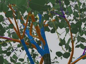 quaking aspen model in multiple growth stages 3D Модель