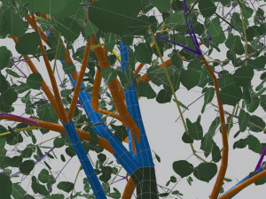 quaking aspen model in multiple growth stages 3D Model