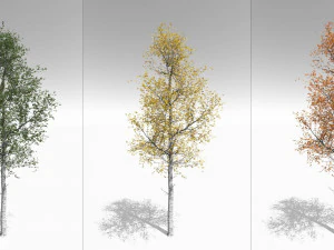 quaking aspen model in multiple growth stages 3D Model
