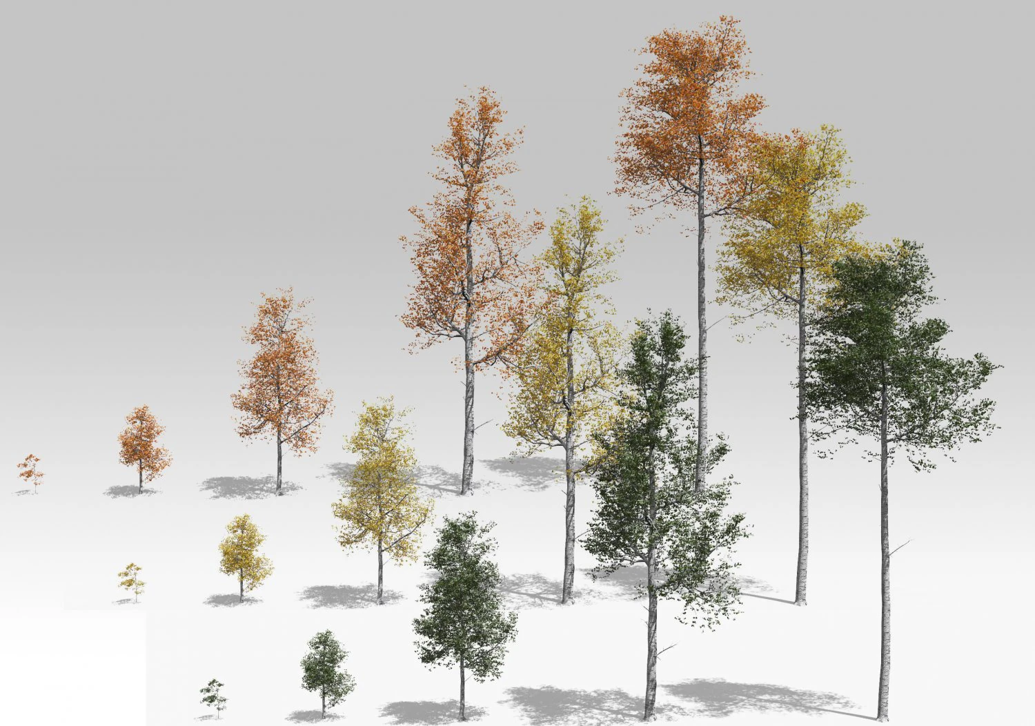 seasonal quaking aspen model in multiple growth stages 3D Model .c4d .max .obj .3ds .fbx .stl .blend 
