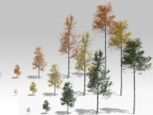 seasonal quaking aspen model in multiple growth stages 3D 모델