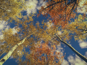 seasonal quaking aspen model in multiple growth stages 3D Модель