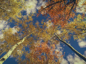 seasonal quaking aspen model in multiple growth stages 3D Model