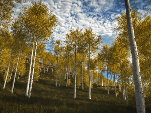 seasonal quaking aspen model in multiple growth stages 3D Model