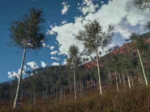 seasonal quaking aspen model in multiple growth stages 3D Model
