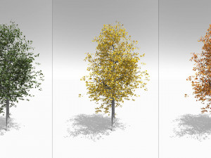 seasonal quaking aspen model in multiple growth stages 3D Модель