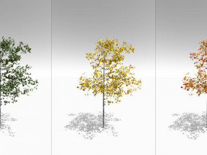 seasonal quaking aspen model in multiple growth stages 3D Модель