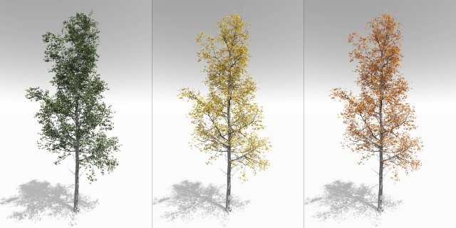seasonal adult quaking aspen - variation 1 3D Модель .c4d .max .obj .3ds .fbx .stl .blend 