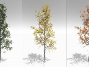 seasonal adult quaking aspen - variation 1 3D 모델