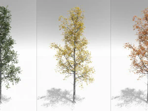 seizoensgebonden volwassen trillende esp - variatie 1 3D Model