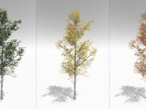seizoensgebonden volwassen trillende esp - variatie 1 3D Model