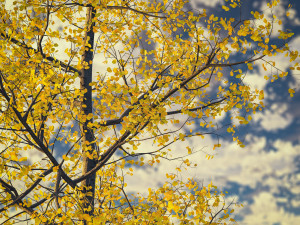 seasonal adult quaking aspen - variation 1 3D Модель
