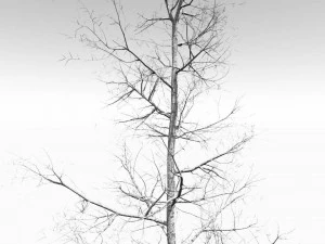 seizoensgebonden volwassen trillende esp - variatie 1 3D Model