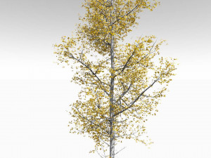 seasonal adult quaking aspen - variation 1 3D Модель