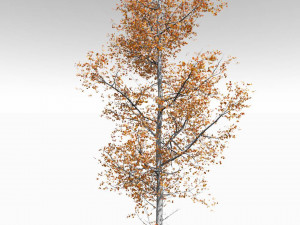 seasonal adult quaking aspen - variation 1 3D Модель