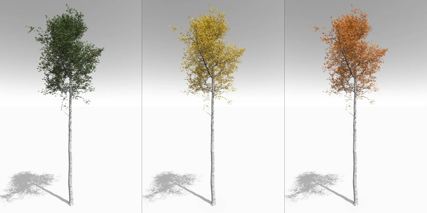 seasonal tall mature quaking aspen - variation 1 3D Model .c4d .max .obj .3ds .fbx .stl .blend 