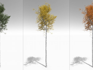 seasonal tall mature quaking aspen - variation 1 3D 모델