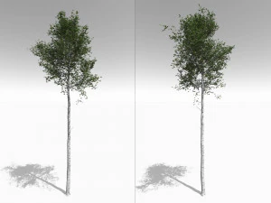 seasonal tall mature quaking aspen - variation 1 3D Model