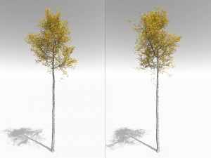 seasonal tall mature quaking aspen - variation 1 Modelo 3D