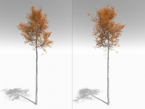 seasonal tall mature quaking aspen - variation 1 Modelo 3D
