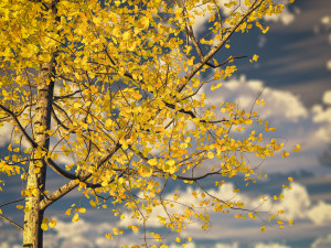 seasonal tall mature quaking aspen - variation 1 Modelo 3D
