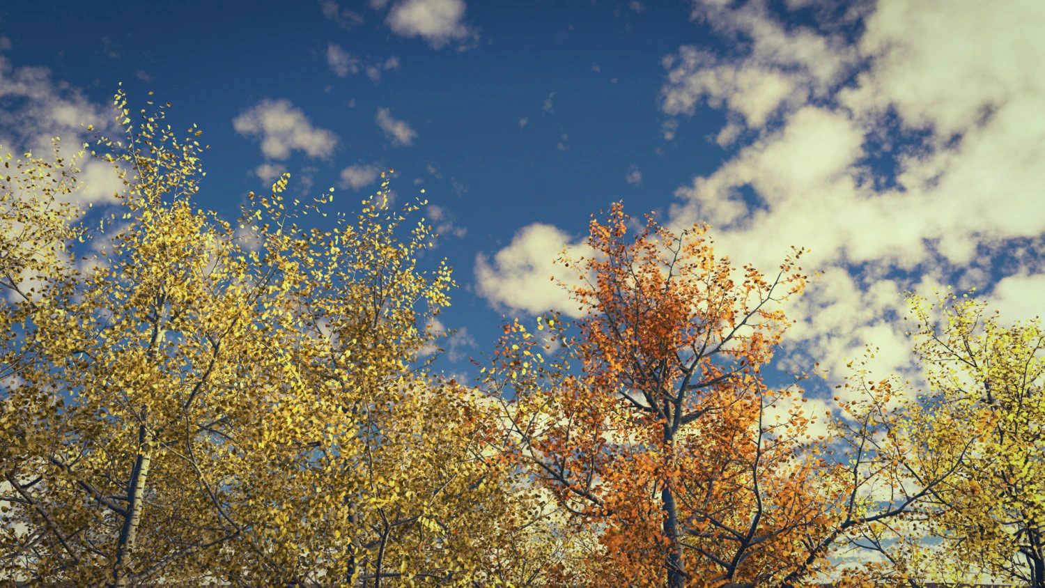 seasonal tall mature quaking aspen - variation 2 3D Model .c4d .max .obj .3ds .fbx .stl .blend 