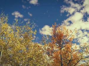 pioppo tremulo alto e maturo stagionale - variazione 2 Modello 3D