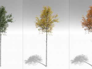 seasonal tall mature quaking aspen - variation 2 3D 모델