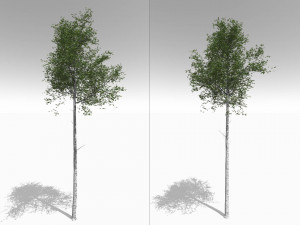 seasonal tall mature quaking aspen - variation 2 3D 모델