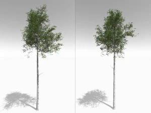 seasonal tall mature quaking aspen - variation 2 3D Model