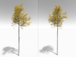 seasonal tall mature quaking aspen - variation 2 3D 모델