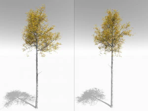 seasonal tall mature quaking aspen - variation 2 3D Model