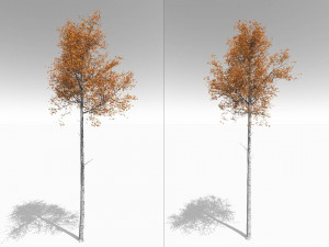seasonal tall mature quaking aspen - variation 2 3D 모델
