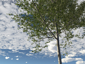 seasonal tall mature quaking aspen - variation 2 3D 모델