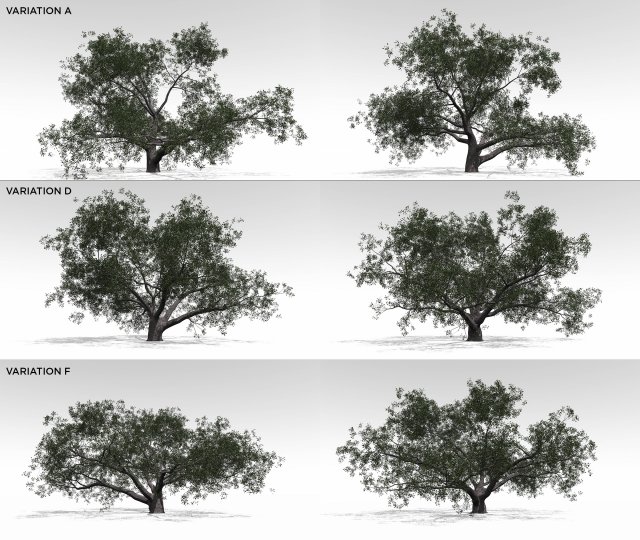 live oak multi-pack Modello 3D .c4d .max .obj .3ds .fbx .stl .blend 