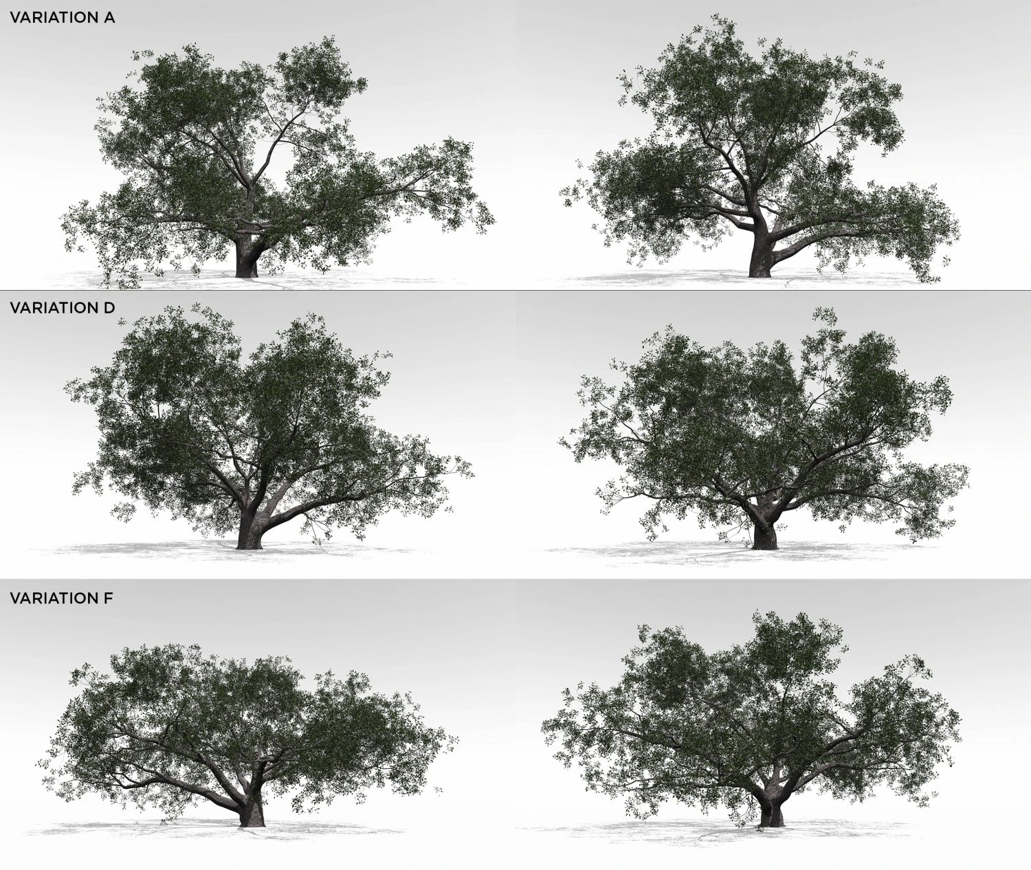 live oak multi-pack 3D Model .c4d .max .obj .3ds .fbx .stl .blend
