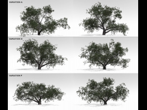 live oak multi-pack 3D Model