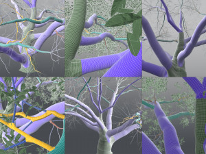 live oak multi-pack Modello 3D