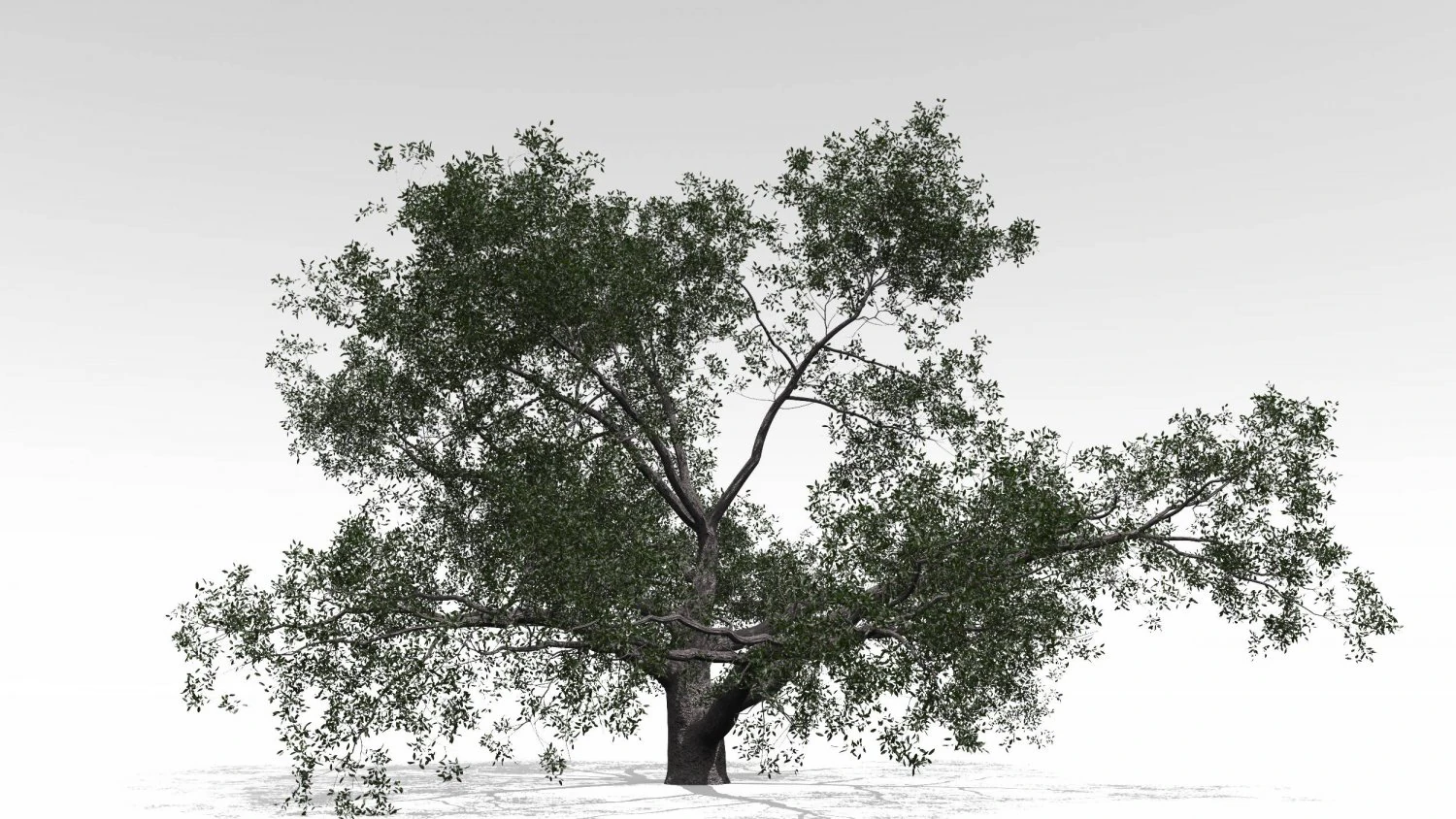 live oak - variation a 3D Model .c4d .max .obj .3ds .fbx .stl .blend 