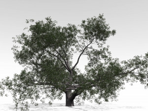 live oak - variation a 3D Model