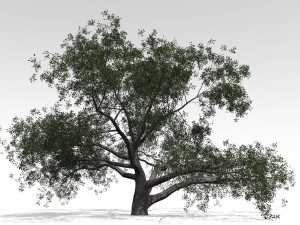 live oak - variation a 3D Модель