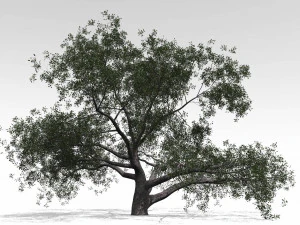live oak - variation a 3D Model