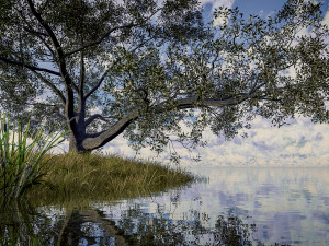 live oak - variation a 3D Модель