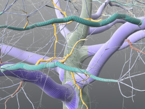 live oak - variation a 3D Модель